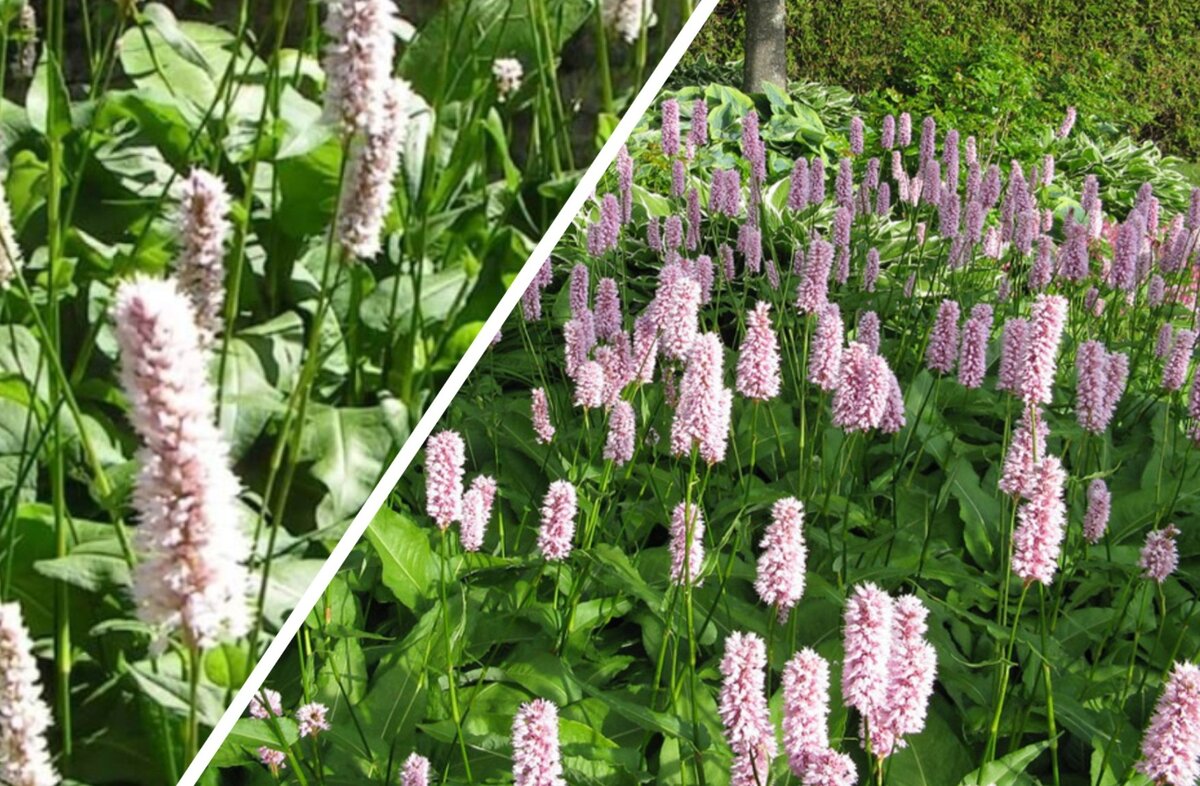 Горец стеблеобъемлющий (persicaria amplexicaulis). Горец змеиный (polygonum bistorta). Горец содержание. Горец родственный. Гречишник восточный.