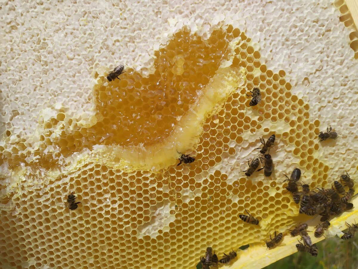 Первый мед ленивого пчеловода