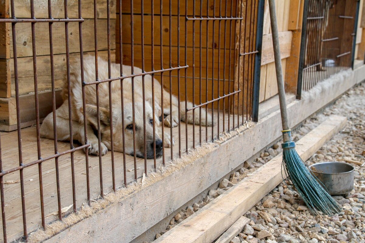 Лохматые судьбы приют для животных. Дом лохматые судьбы щенки. Лохматые судьбы приют для животных. Лохматые судьбы приют для животных. Лохматые судьбы приют для животных.
