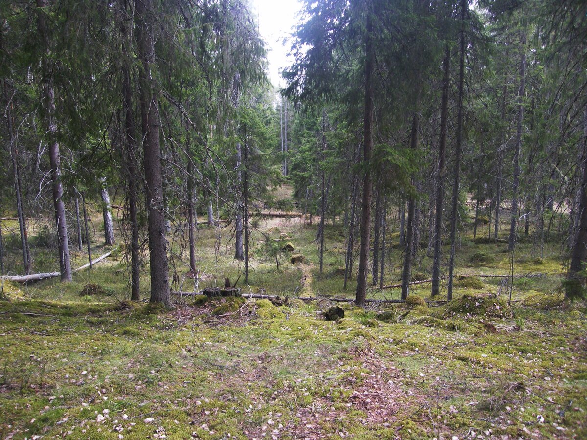 Курбинская тропа
