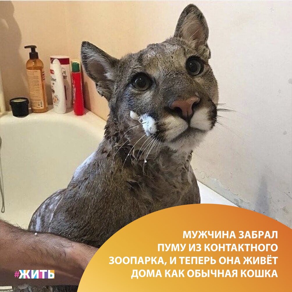 Пума стала подарком для Александра и его жены Марии Дмитриевых. 
"Мы устали от праздничных гуляний, решили сходить в контактный зоопарк и там увидели его", – вспоминает хозяин кота. Животному было чуть больше года. Получилось так, что Александр остался в клетке со зверем один. "Я сразу понял, что не боюсь его", – рассказал мужчина😌

Эта пума родилась в зоопарке в Саранске. Тогда у нее уже выходил "срок годности". По информации Александра, у контактного зоопарка был договор с торговым центром, в котором он располагался: согласно ему в заведении можно держать только животных до года. Но пума много болела, в силу чего выглядела меньше своего возраста – а значит, визуально пока попадала под условия соглашения. Но время подходило, и неизвестно, какая судьба ждала этого кота, если бы не доброта этих людей🤗

Сегодня животное спокойно живёт в квартире Дмитриевых и ведёт себя как настоящий ручной кот😻

Спасибо этой доброй семейной паре, что не оставили животное на произвол судьбы🙏

#жить #проектжить #животные