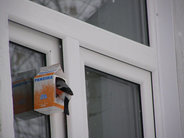 Фото автора. Снегирь обедает.