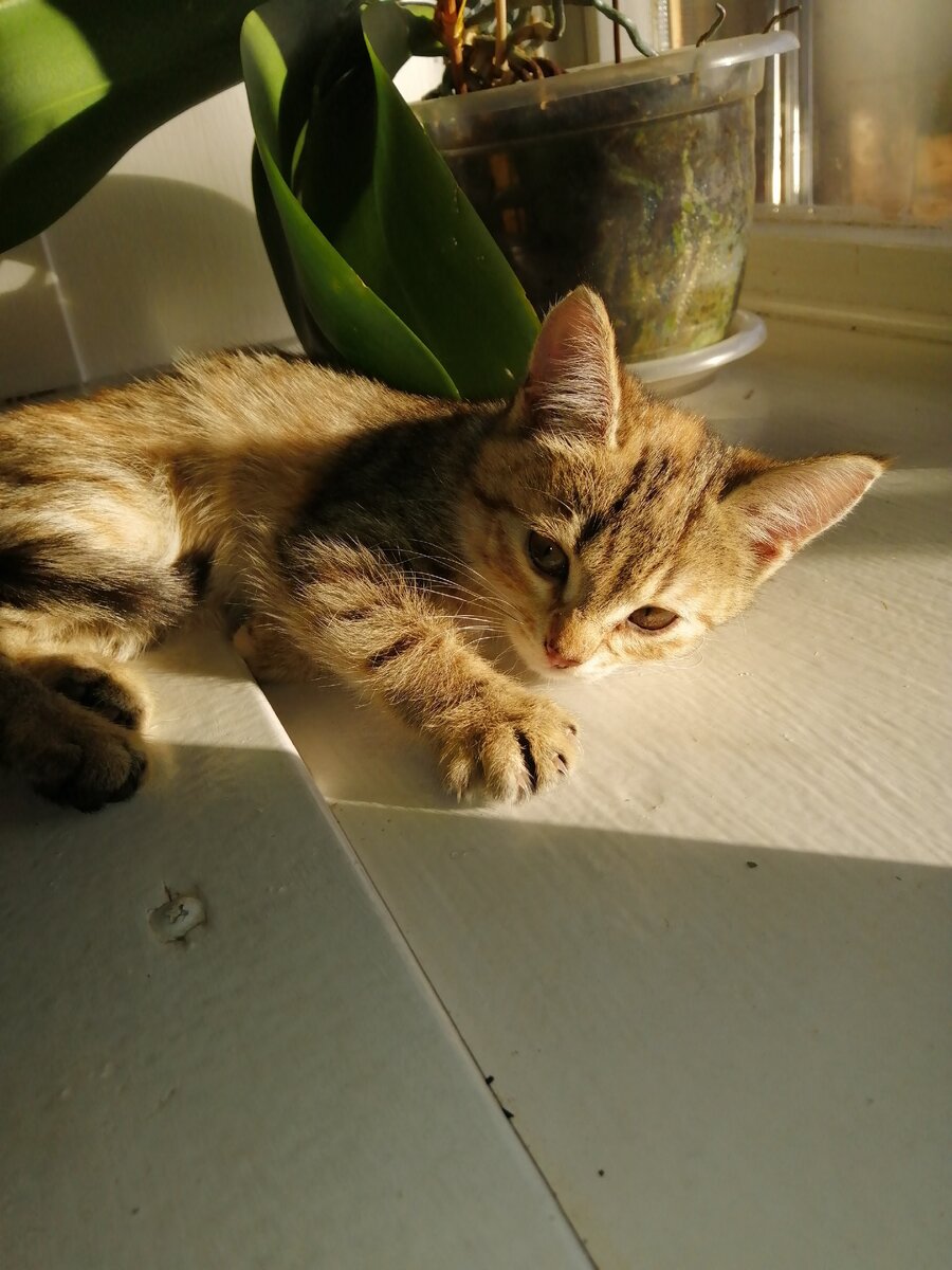 Кошечка Маруся