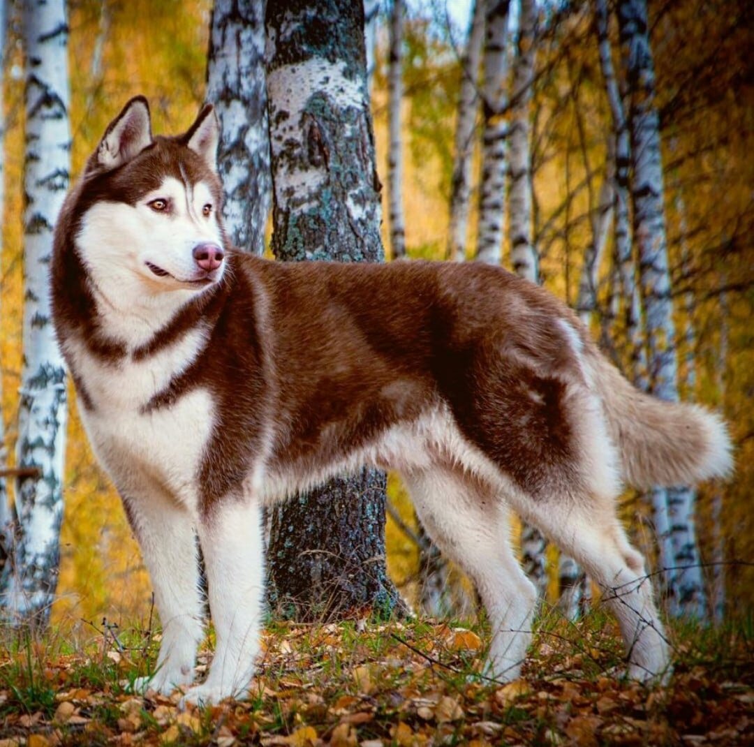 Отзыв заводчика №1