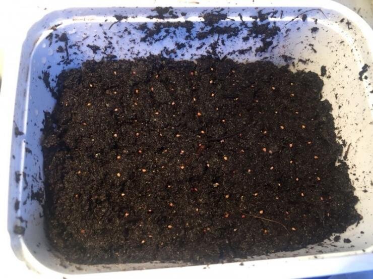 Можно посеять землянику на рассаду. 

