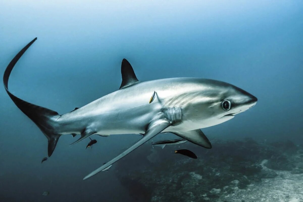 Лисья акула: Невероятно милая акула, которая сражается своим хвостом, как  боевой плетью | Книга животных | Дзен