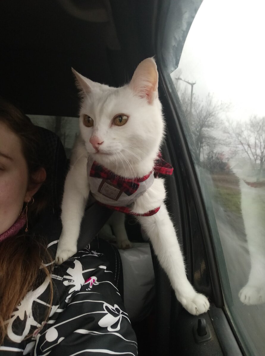 Полная свобода действий у кота в дороге