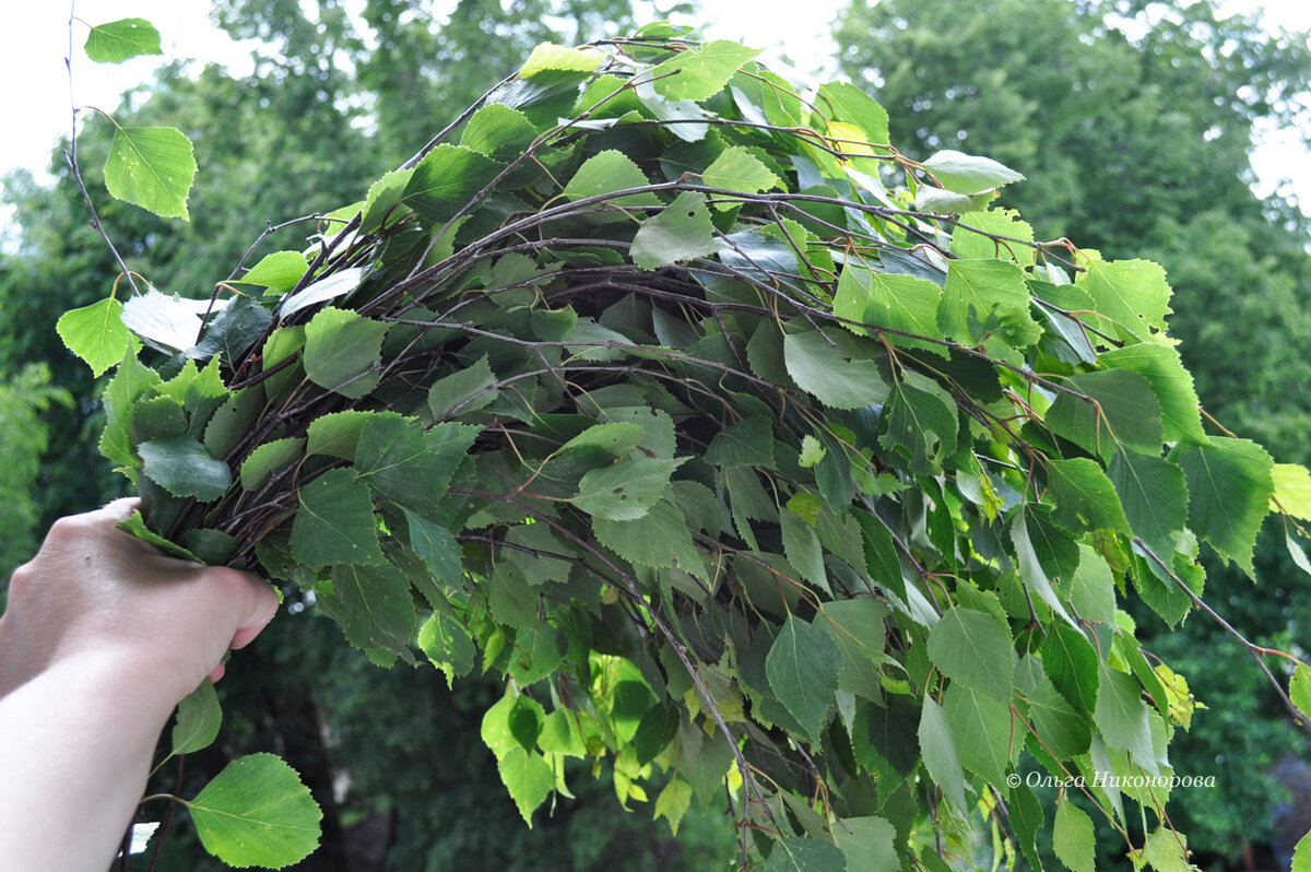 Березовый веник вяжу весной, когда она не 