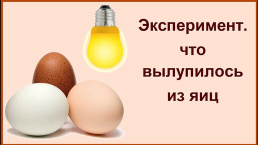 Заложили яйца в инкубатор. Выручил инкубатор для яиц почтой от производителя