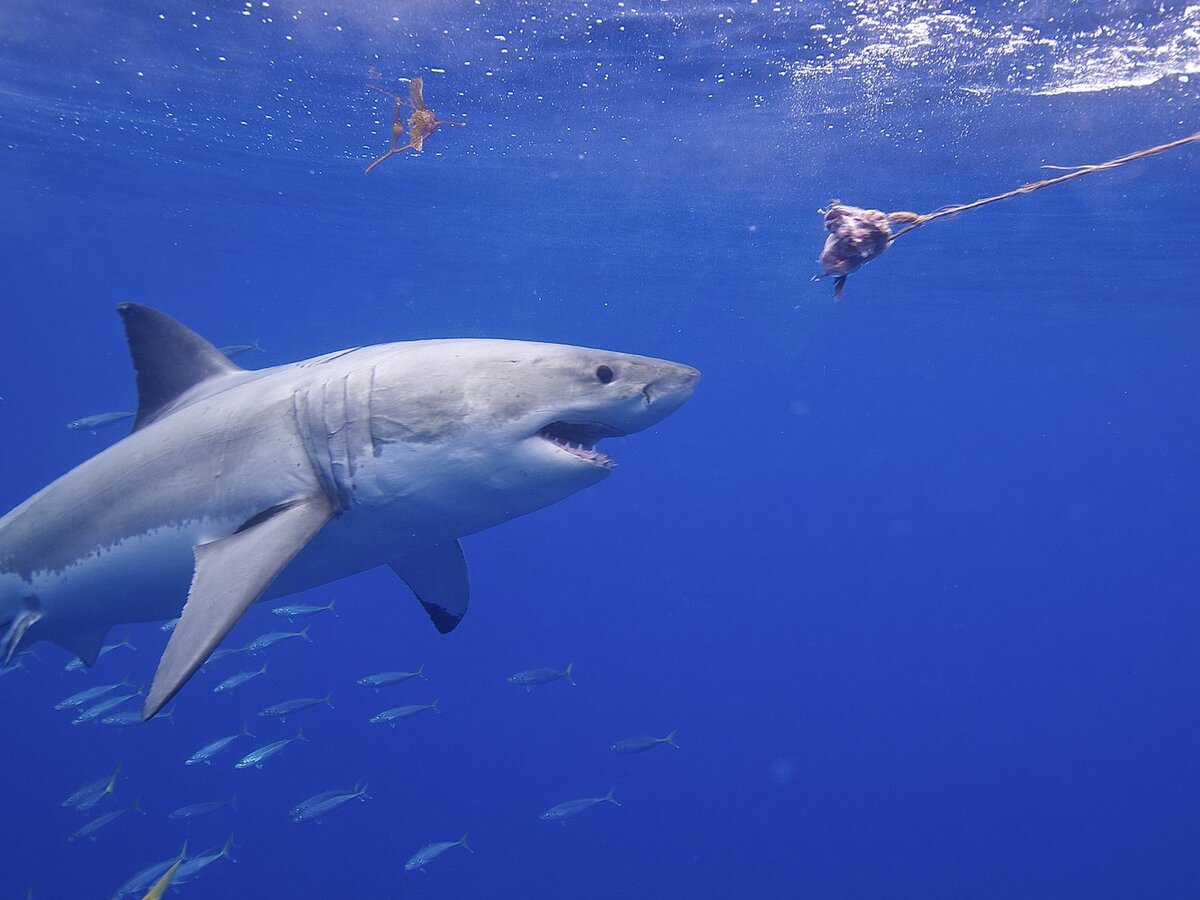 Фото белая акула в хорошем качестве