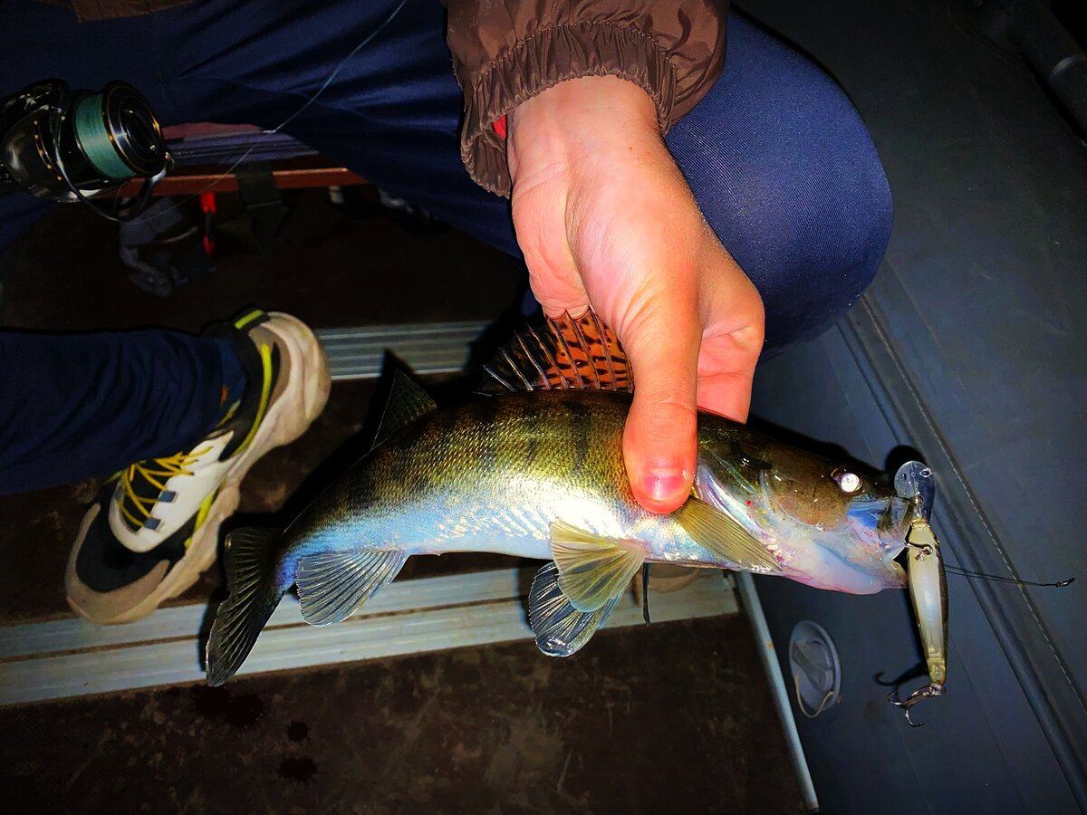 Soul Shad в действии!