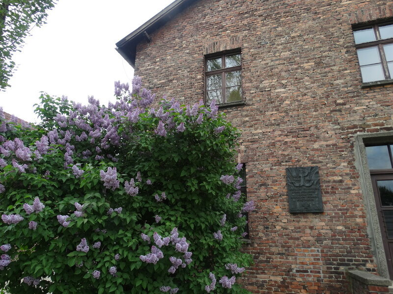 Сирень в мемориальном комплекске Аушвиц возле старых бараков. Фотографии из личного архива