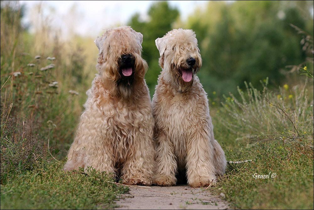 Характер и нрав