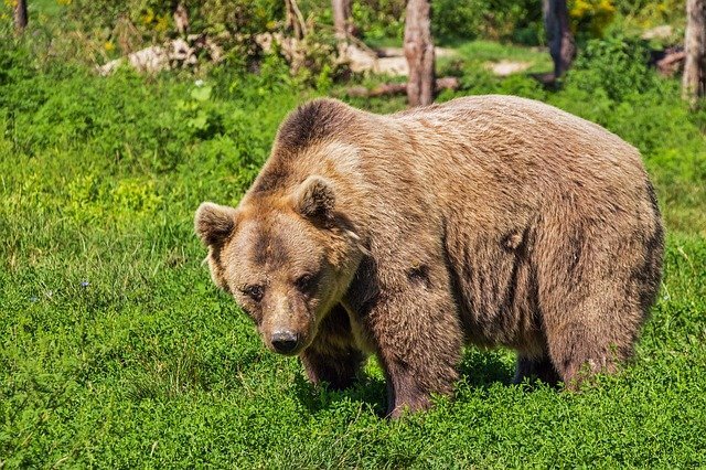 Бурый медведь. Фото: pixabay.com