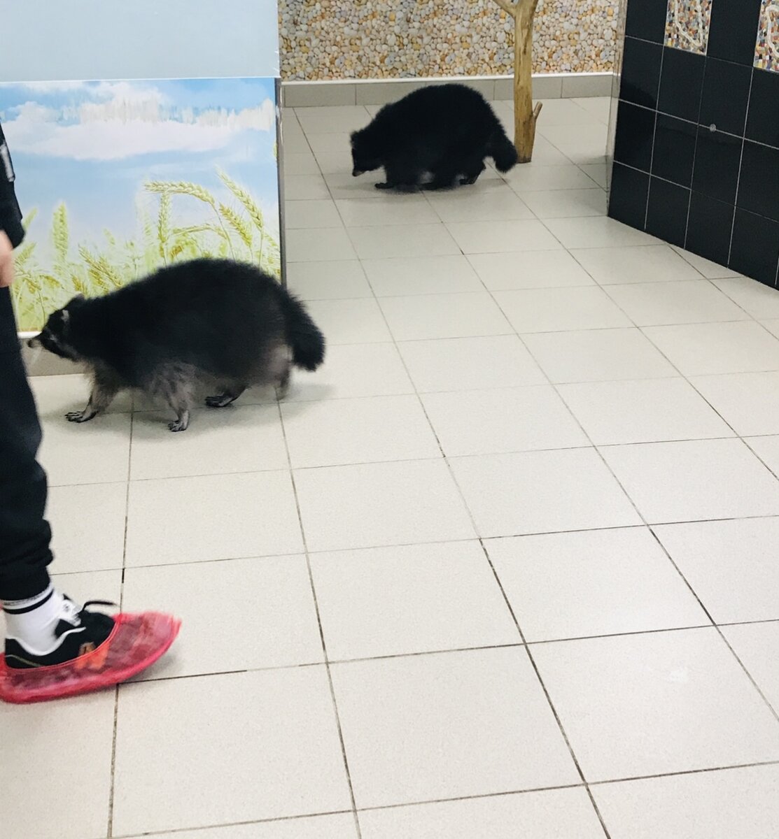 Енотовиль Санкт-Петербург