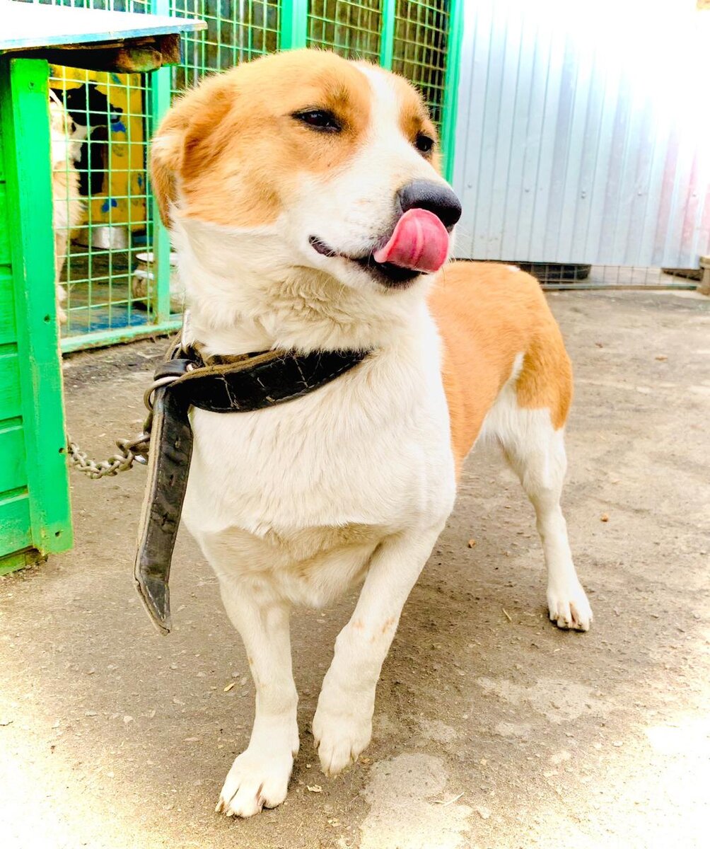 Чапа передает вам привет