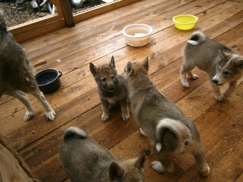 Щенкам уже 1,5 месяца