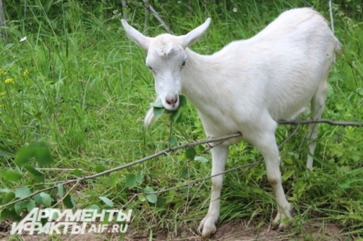    Пермячка попала на мошенников, когда пыталась продать домашний скот через популярный интернет-сервис.