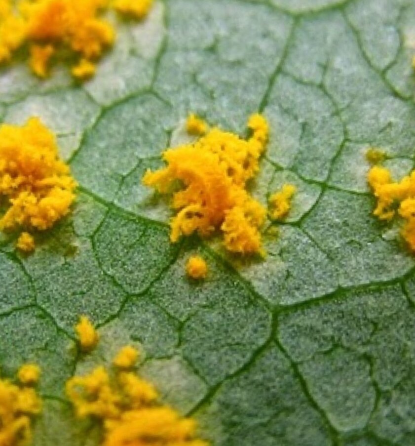 Почему болеют груши