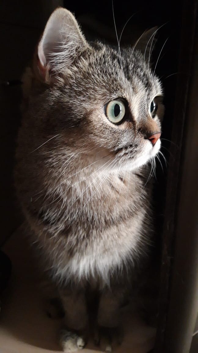 P. S. Знакомьтесь, мой кот Бакс