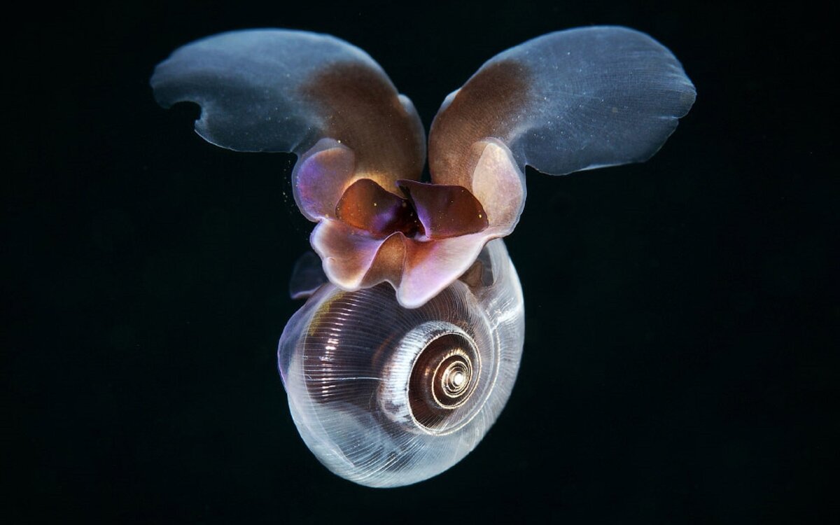 Морской черт