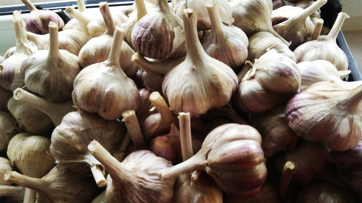 Зимний чеснок.