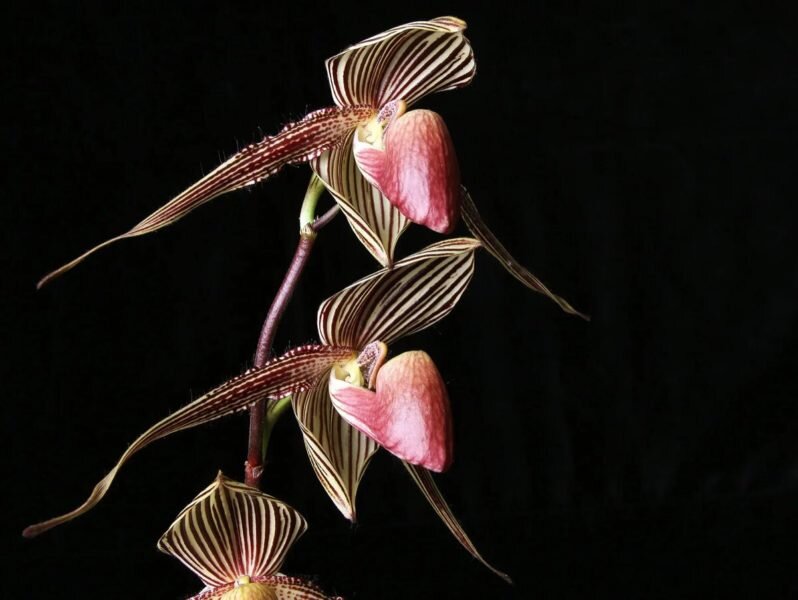 Орхидея Paphiopedilum Rothschildianum. Фото используется с сайта oir.mobi