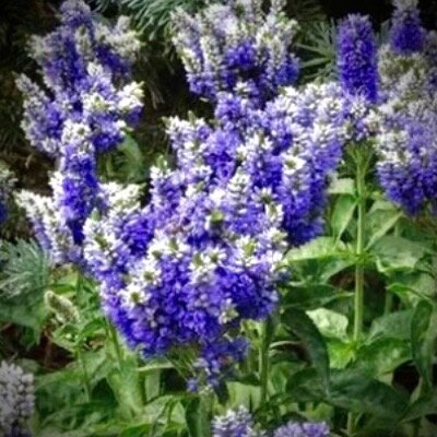 Вероника Голубая бомба