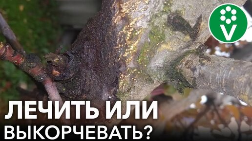 Чернеет и отслаивается кора на яблоне, непонятный грибок на груше и другие вопросы зрителей