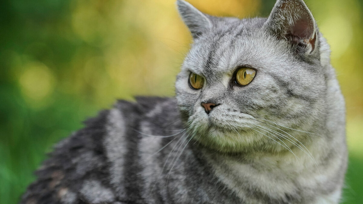 Фото из Яндекс.Картинки