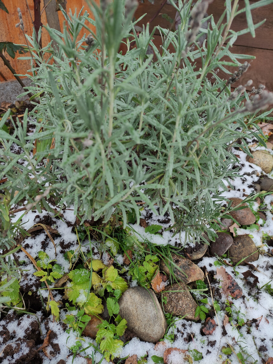 Это моя лаванда в снегу. 