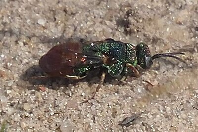    Самая редкая оса в России © Сайт Министерства экологии и природопользования Московской области