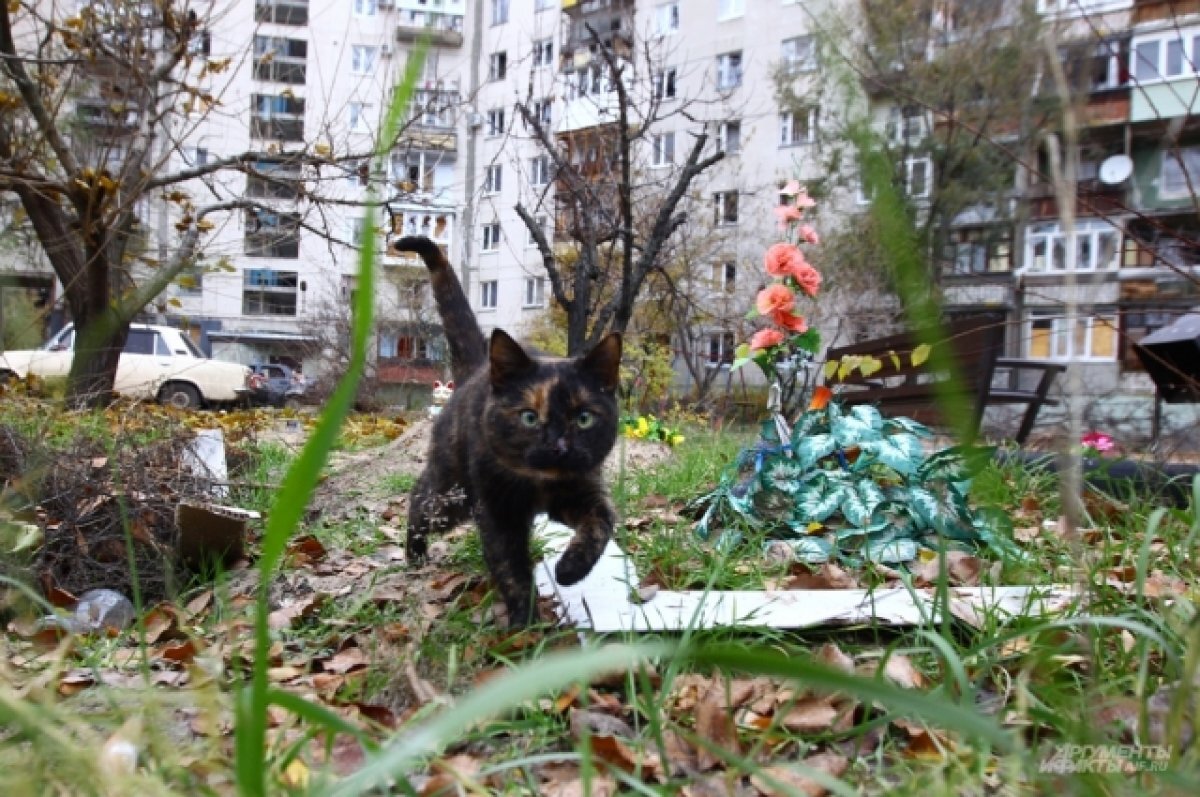    В Северодонецке во дворах появились кладбища домашних животных