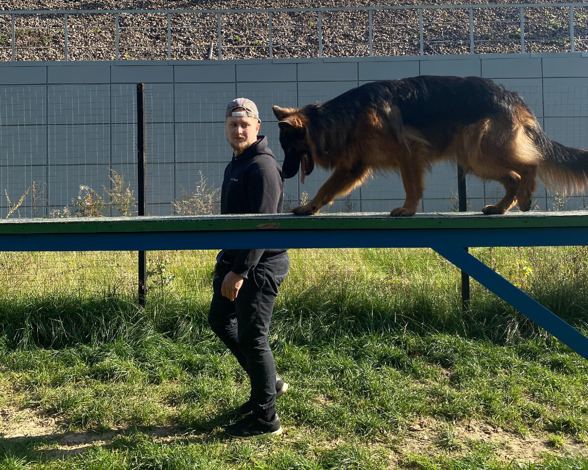 Немецкая овчарка Локи на занятии вместе с владельцем