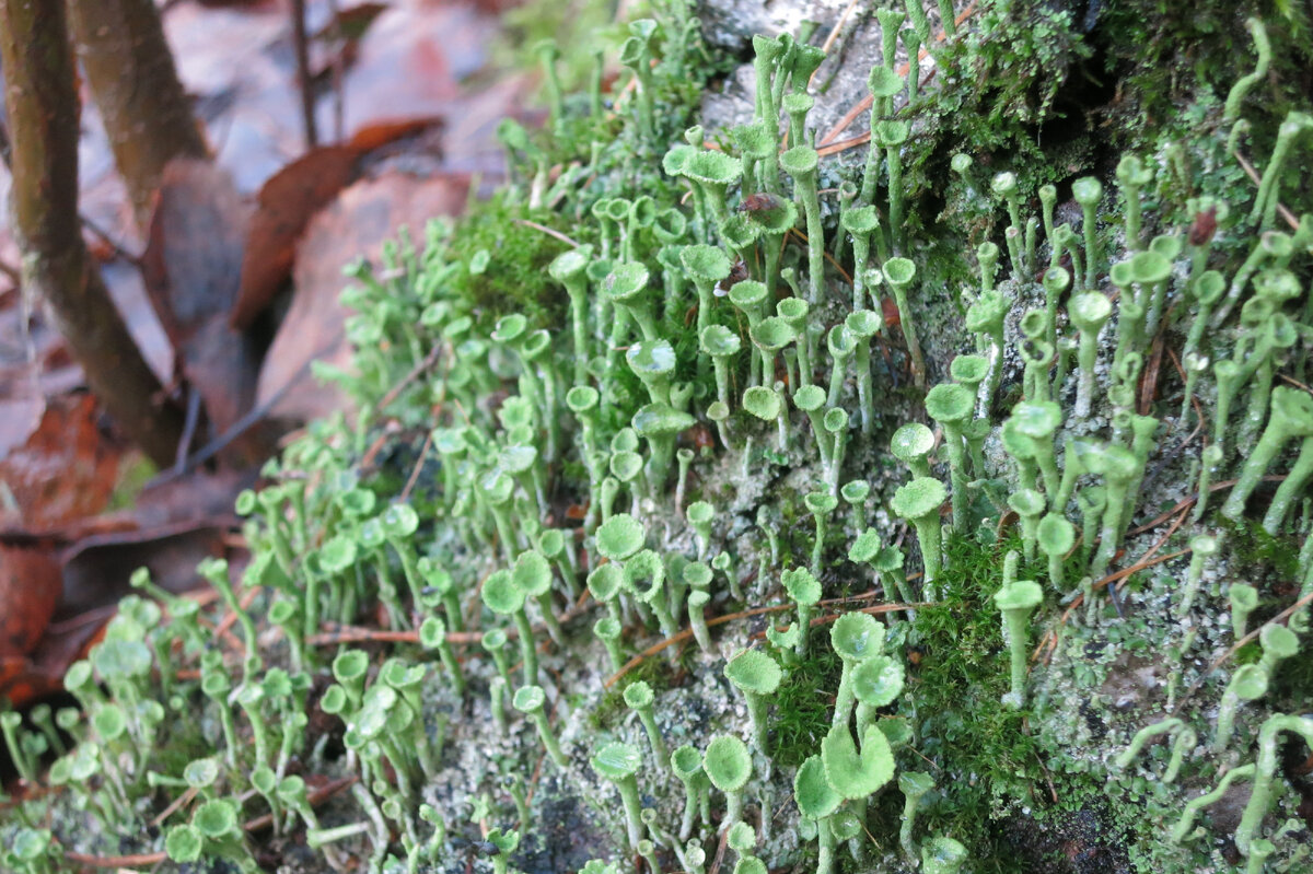 кладония бахромчатая (фотография автора)