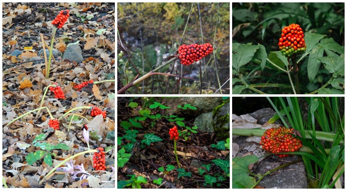 На фото: Аризема амурская (Arisaema amurense), Аризема серратум, Аризема японская (Arisaema serratum), Аризема энглери (Arisaema engleri), Аризема трёхлистная (Arisaema triphyllum), Аризема зияющая (Arisaema ringens)