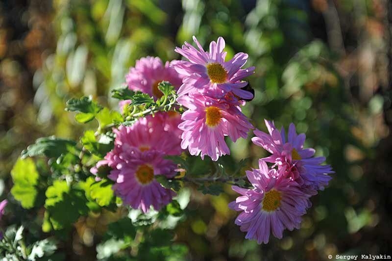 Хризантема Rosenmarguerite. 4 фото, листайте