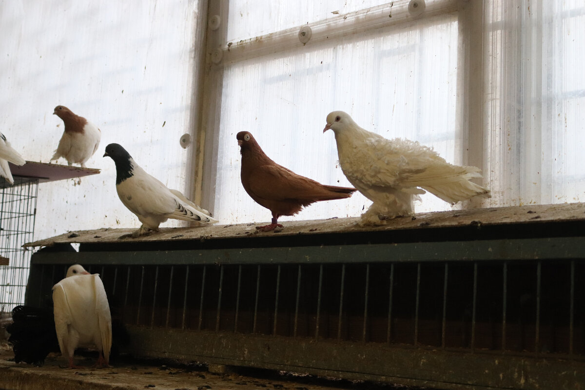 фото автора Елены М.