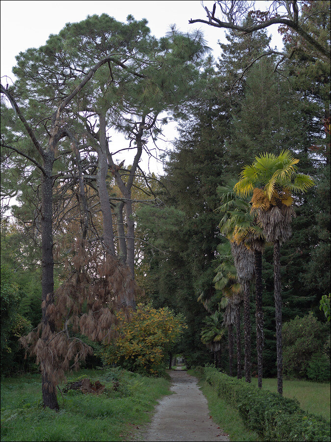 Старый парк в Адлере | По тропинкам наших странствий | Дзен