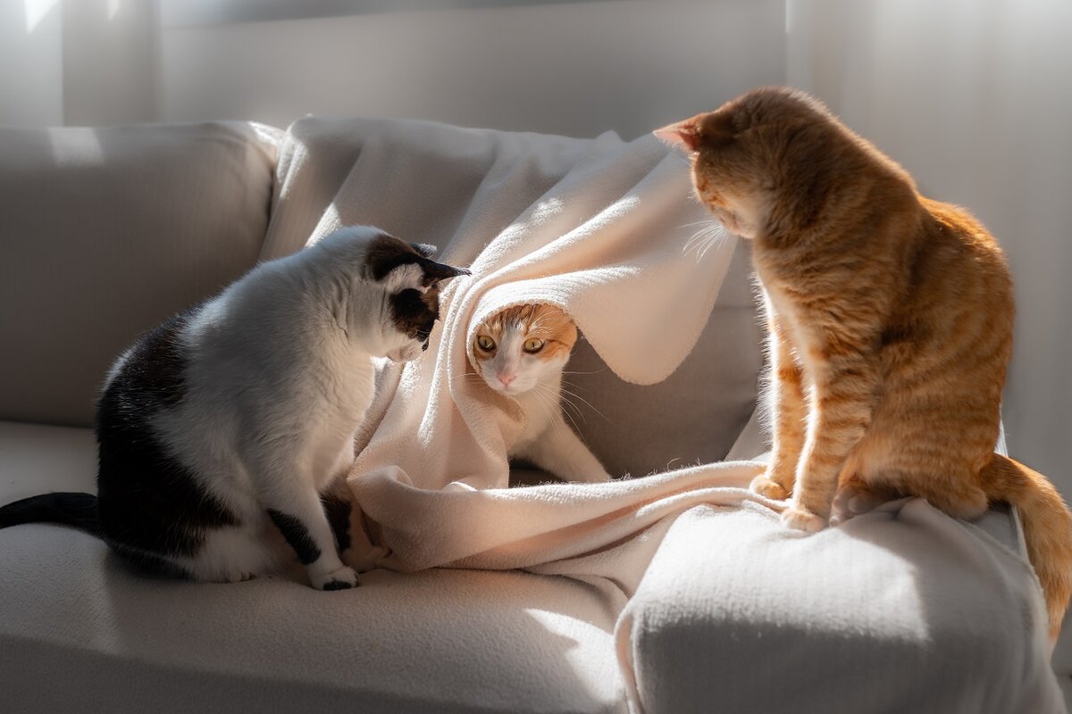He have three cats. Кот наблюдает сверху. Brown Cat and White Cat together. Cat under the Sofa.