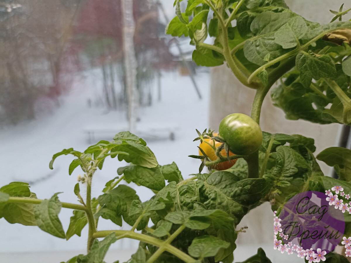 Идея вырастить Помидоры 🍅 на окне осенью/зимой под лампой была  самонадеянной и не совсем хорошей | Сад Фрейи | Дзен