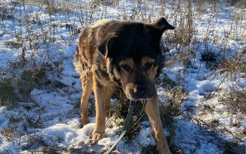     Он довольно крупный и очень спокойный пес фото: Анастасия Медведева