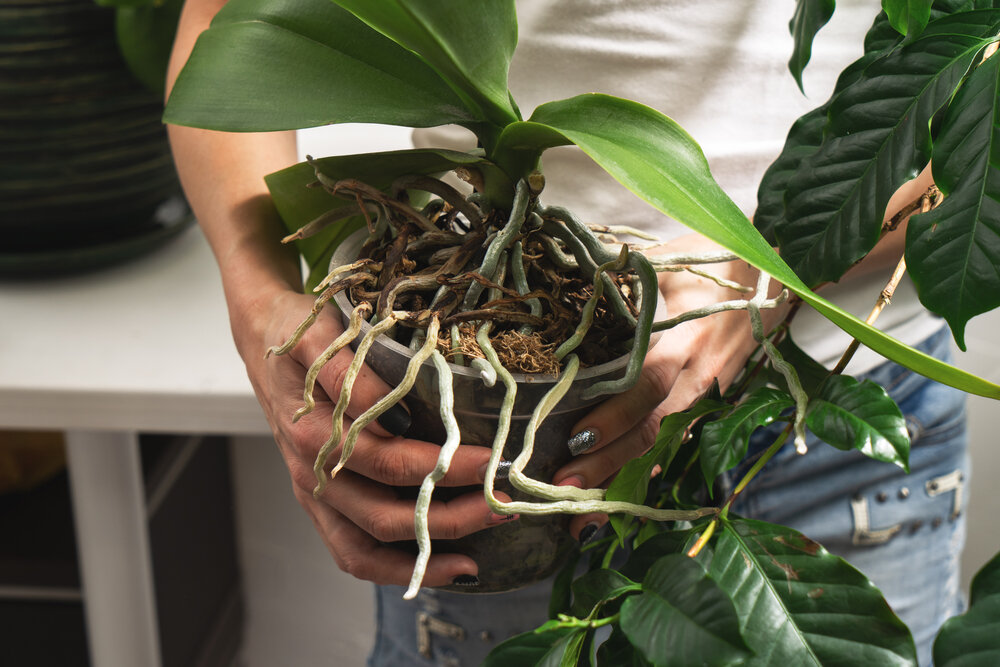 Как реанимировать орхидею, если сгнили корни: способы