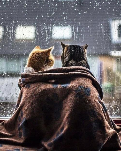 фото соц. сети