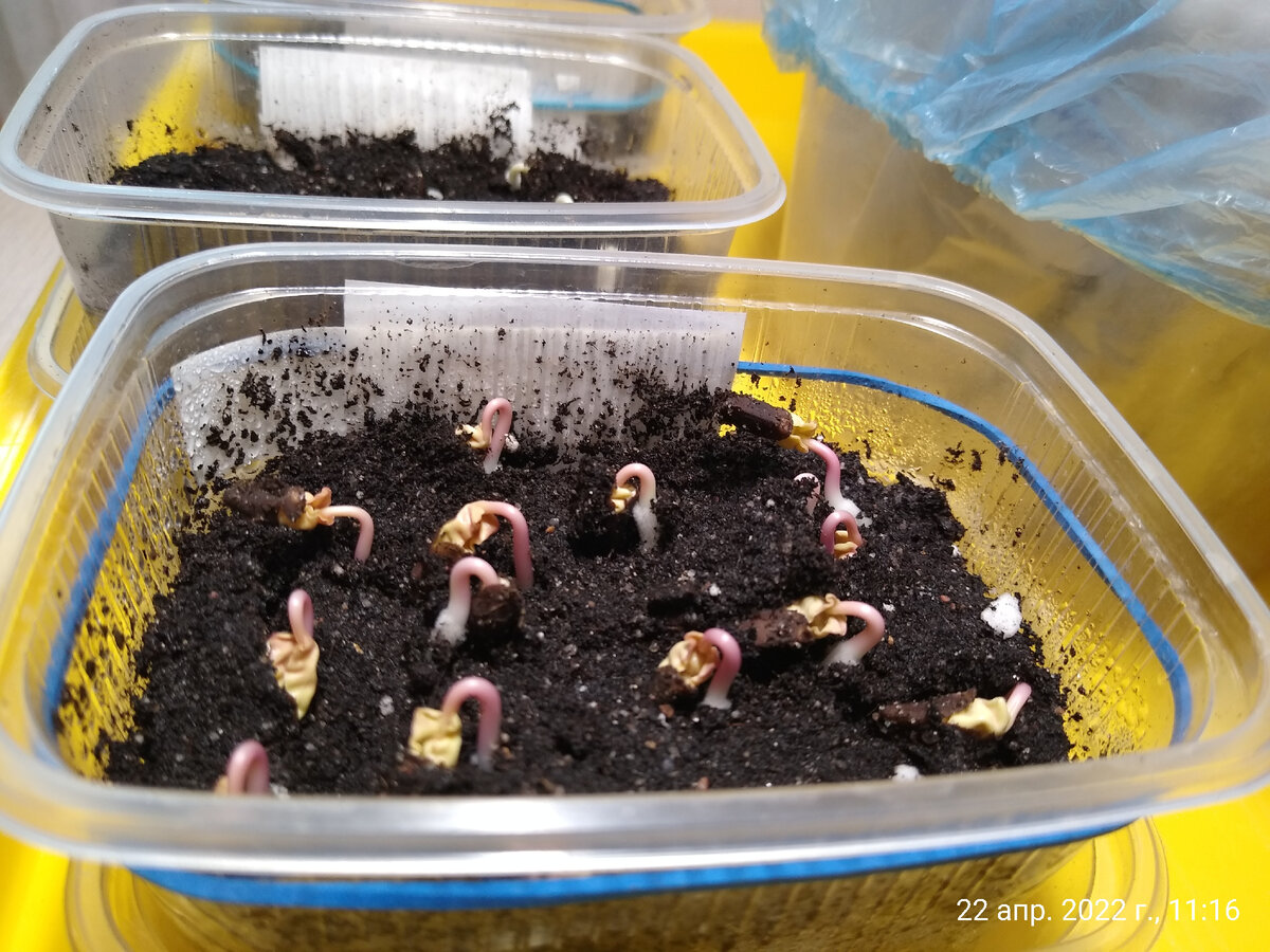 Всходы ипомеи через 10 часов после начала всходов.