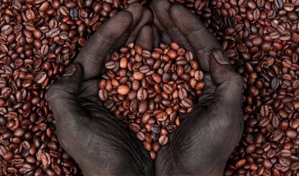Он мелет кофе. Эфиопия Сидамо кофе. Эфиопия кофейные плантации. Плантации кофе в Эфиопии. Эфиопия Шакисо кофе.