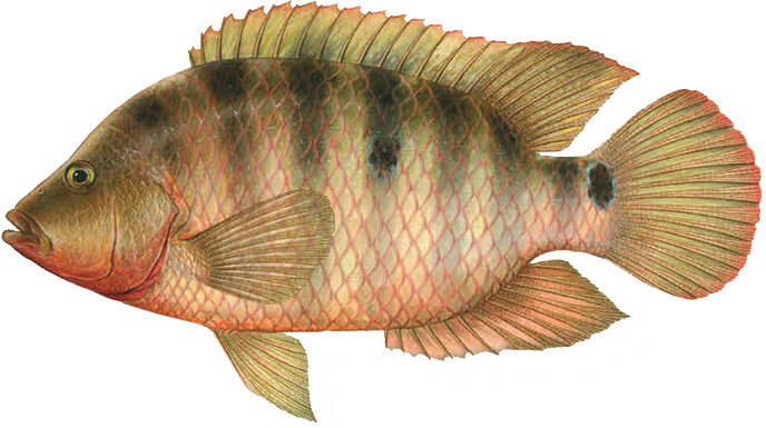 Mayaheros urophthalmus