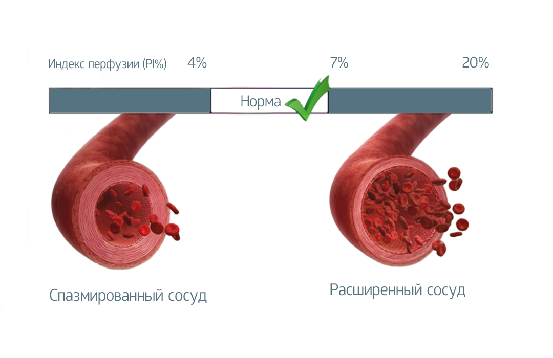 Состояние сосудистой стенки в норме