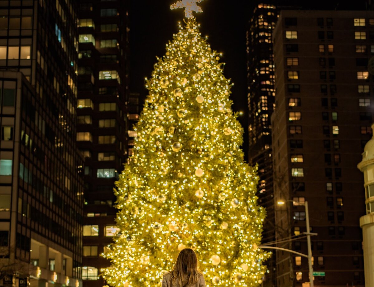 Где купить высокую живую елку к Новому году?