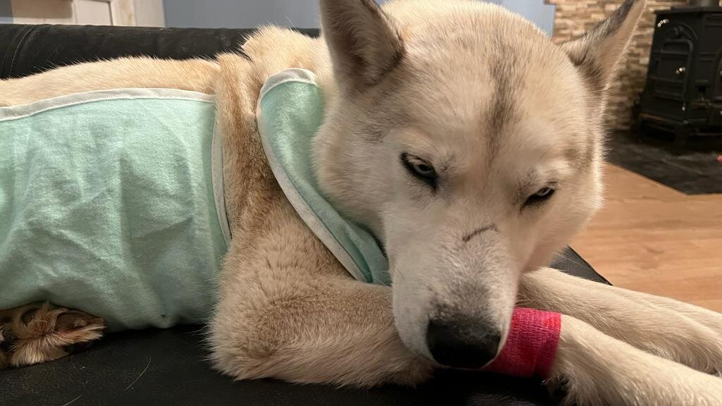 Дара после операции